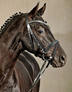 The King (by Hofrat x Don Frederico), one of the top horses to be auctioned at the 2012 Classical Sales Warendorf