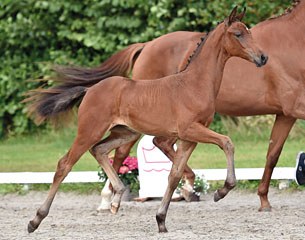 Finesse Langholt (by Finest x Blue Hors Don Schufro)