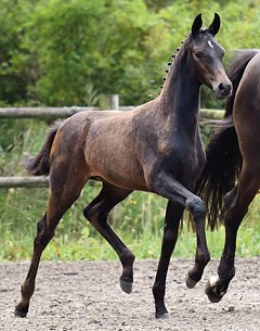  Vianna (by Furstenball x Blue Hors Romanov)