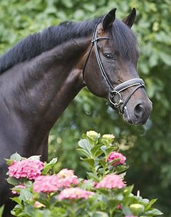 Future (by Florestan x Apart x Silvaner) :: Photo courtesy De Ijzeren Man