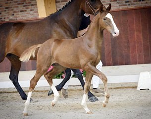 D'Accord van het Aegroschot (by De Niro x Glock's Tango x Krack C)