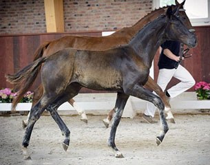 Kalista Vita Nova (by Fairytale X Gribaldi X Donnerhall x Rubinstein X Furioso)