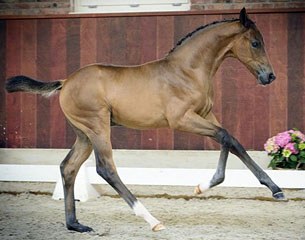 Paso Doble EG (by Don Frederic x Sunny Boy x Coriolan)