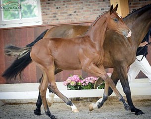 Kozy's Pavlov (by Blue Hors Don Schufro x Stedinger x Weltart)