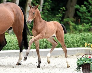 Backstage (by Borsalino x De Niro x Caprimond) is one of the highlights in the foal collection for the 2016 Autumn Elite Auction at Klosterhof Medingen