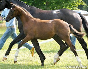 Danciero (by De Niro x Lancier), full brother to the very popular Hanoverian breeding stallion Dancier