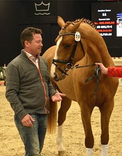 Svalebo's Cellestin, price highlight of the 2013 Danish Spring Auction held in Herning