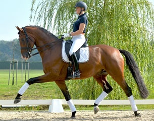 Cupido, 2007 born gelding by Rhodium x San Remo, to be sold at the 2013 Equine Elite