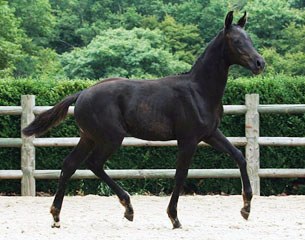 Danmark de Hus, a colt by Dancier out of a Poetin clone mare (Sandro Hit x Brentano II). Danmark is up for sale at the 2011 Prinsjesdag Foal Auction