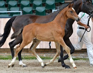 Kohinoor A (by George Clooney x Lord Leatherdale)