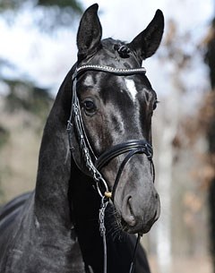 Sunshine Reggae (by San Amour x Donnerhall) :: Photo © Barbara Schnell