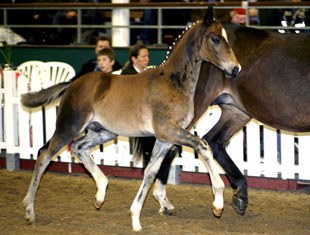 Highest priced foal San Cavalier sold to Portugal