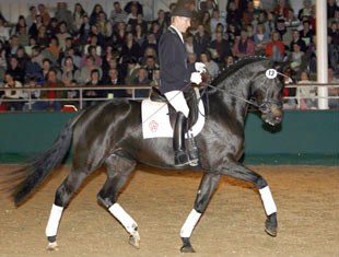 Sole Mio (by Show Star x Lamoureux II)