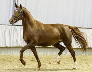 State premium mare Viktoria (by Vitalis x Florestan)