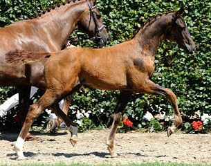 Vitalis x Furst Piccolo foal