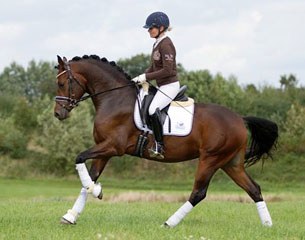 4-year old stallion Tackmann's Don Alonso