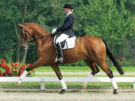 PSI Auction Horse Daily Mirror
