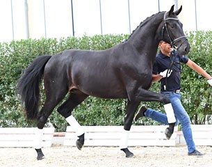 Fürst Donner, 2015 born dark bay colt by Fürstenball x Sir Donnerhall x Wolfgang x Amor