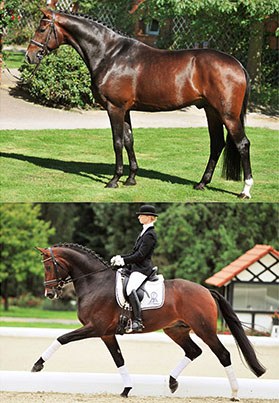 P.S.I. Auction Horse Riccidoff (by Riccione)