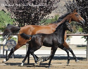 Chicago Fire (by Chicardo x V.Pr.St./Pr.Sp. Surrey – Silvio I) - Breeder:  Vickie Montgomery, Hollister, CA  USA