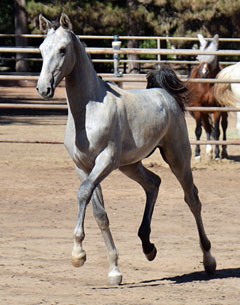 Lot # 9 Corvano (by Cassini II x Jessica's Halo - Jerrick)