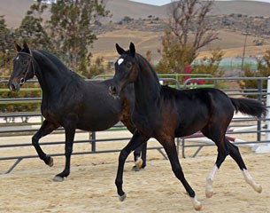 Lot #15 Select Filly Ebony MS (Escudo I x Ovatio)