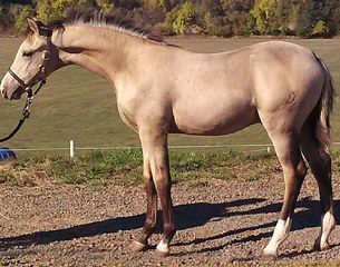 Lot # 5 - Jambalya (by Wedderlie Mardi Gras x Unforgettable - Zeoliet)