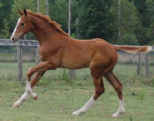 Lot #20 Leighton (by Locksley x Flashback RSH - Feinbrand)