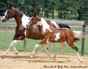 Riccochet (by Ruben O x Ecco – Sempatico M) - Breeder:  Lonnie Peterson, Alpharetta, GA  USA