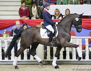Foundator at the 2017 Oldenburg Spring Elite Auction :: Photo © LL-foto