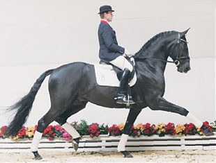 Somerset, top seller at the 2009 Vechta Spring Elite Auction
