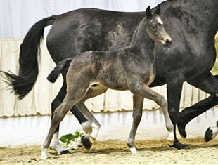 Sir Wester, top selling foal at the 2009 Hanoverian Spring Elite Auction
