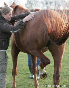 Sarah immediately noticed a tremendous amount of tension in Grace's back and especially on her iliocostal muscle en longissimus (loin +croup section). Her muscles were completely blocked there and she even kicked out to Sarah's touch