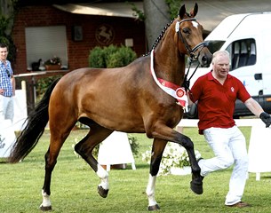 Anky (by Ampere x Fidermark), 2013 Westfalian Mare Champion