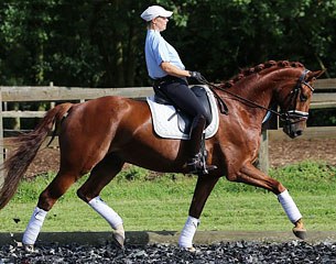 Bellamy (by Brentano II x Donnerhall x Rubinstein)