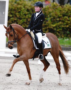 Fantastic FEI Dressage Pony for sale: Danny Beau