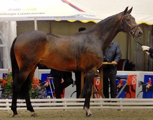 Delano (by Depardieu x Lauries Crusador xx)