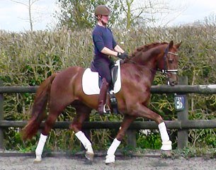 Don Davian (by Don Juan de Hus x Lancaster)