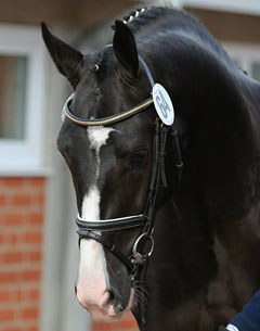 Hudson Tomboy (by Negro x Haarlem x Nimmerdor)
