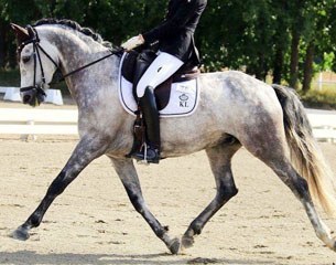 7-year old FEI Dressage Pony Jacobs Very Best (by Verona’s Bo-Gi x Power Boy)