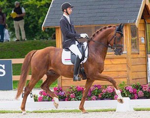 Jamiroquai at the 2017 World Young Horse Championships :: Photo © Digishots