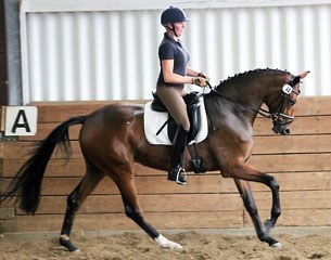 State Premium Hanoverian mare La Rafinella