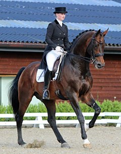 Licensed Dutch warmblood stallion Onassis (by Obelisk x Nimmerdor)
