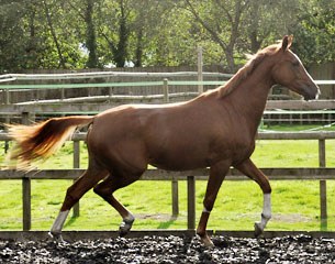 Prima Darstella (by De Niro x Donauwalzer)