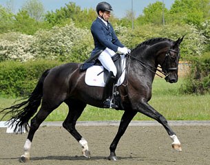 Streisand (by Show Star x Calypso I)