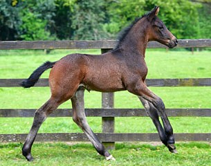 Volatis Cruzado (by Schwarzgold x Tycoon)