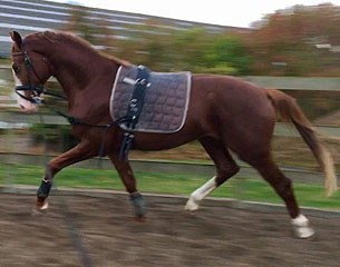 Megs Don Fuego (by Don Olymbrio x Romanov x Don Schufro)