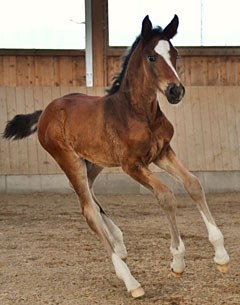 Folie Douce (by Furst Grandios x Quaterback)