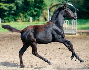 Igritte (by Ibiza x Heinrich Heine)