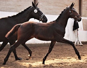 Lindballe's Jazlin (by Sunny Boy x Jazz x De Niro)